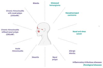 Pharmacological, Technological, and Digital Innovative Aspects in Rhinology